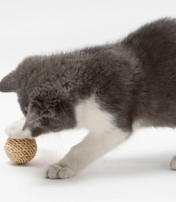 28b872a2af64a3a890a4b4b703776eab.webp 28b872a2af64a3a890a4b4b703776eab.webp