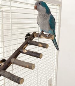 Natural Apple Wood Bird Perch and Chew Toy