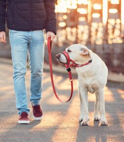 Reflective Nylon Dog Muzzle and Leash Set with Adjustable Fit