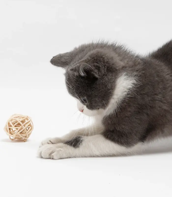 9c339c2668676e3349a2df8f0f658939.webp 9c339c2668676e3349a2df8f0f658939.webp