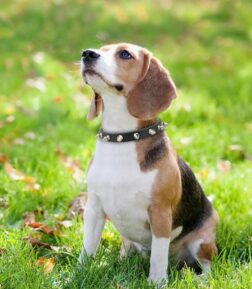 Spiked Leather Dog Collar