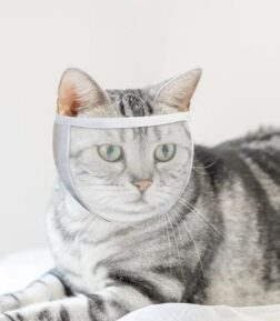 Transparent Cat Muzzle